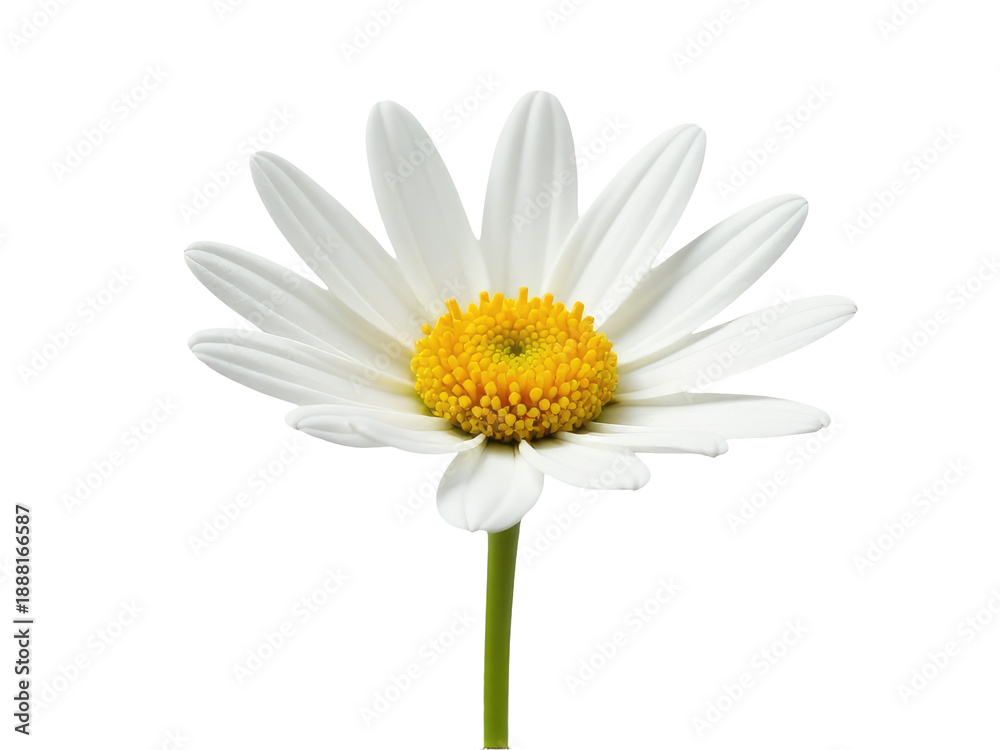 Naklejka premium A close-up of a single white flower with a bright yellow center, ideal for use in still life photography or as a decorative element