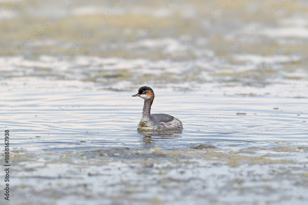 Fototapeta premium An adult black-necked grebe or eared grebe (Podiceps nigricollis) in winter plumage is photographed close-up swimming in an estuary.