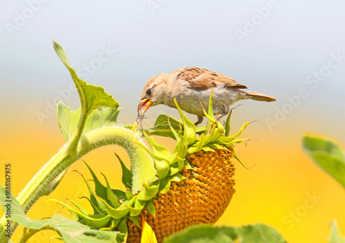 A young house sparrow (Passer domesticus) is photographed close-up sitting on a blooming sunflower and eating seeds.