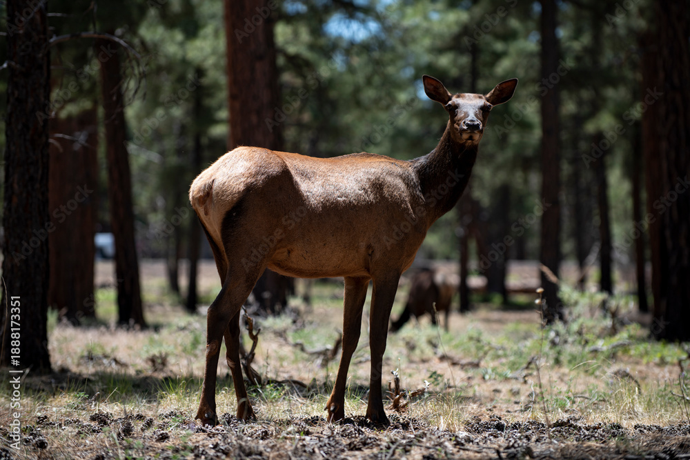 Obraz premium Deer wild animal in forest. Deer standing calm woodland scene. Deer natural wildlife portrait. Deer forest mammal outdoors.