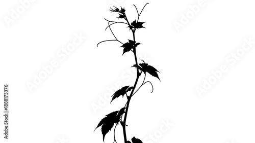 Striking black silhouette of a climbing vine featuring distinctly lobed leaves and delicate curling tendrils reaching upwards against a stark white background illustrating botanical growth.