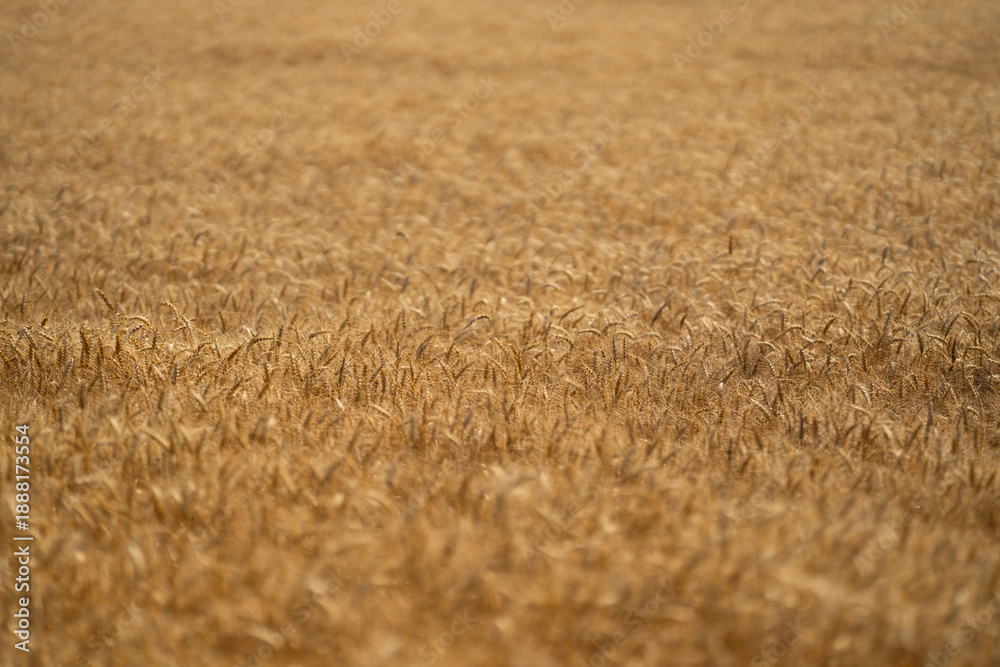 Fototapeta premium Golden wheat field representing harvest and rural farming. Close-up of ripe grain ready for harvest in a natural farmland setting. Crop fields. Countryside farm golden wheat background.