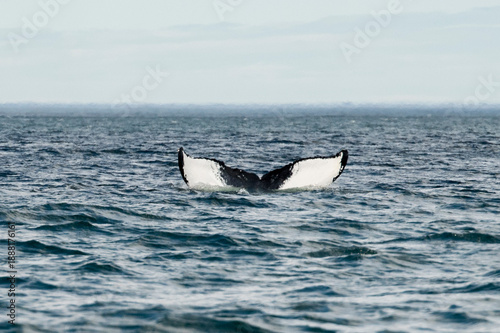 Photography whale in the sea