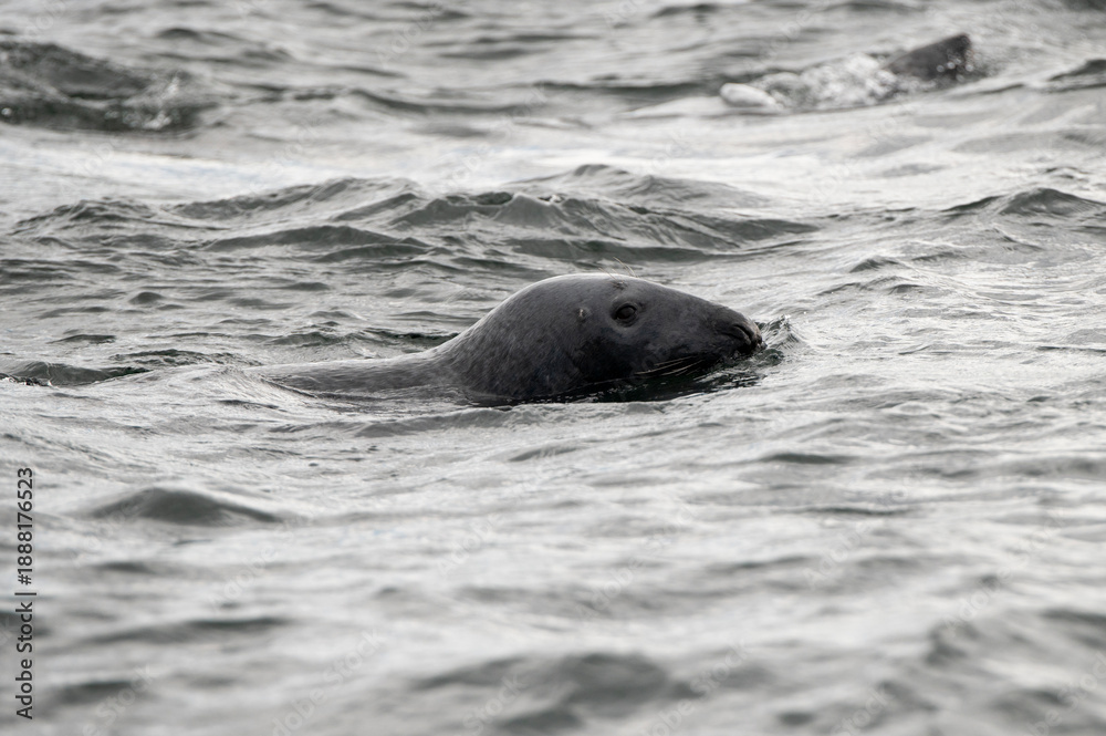 Fototapeta premium seal in the water