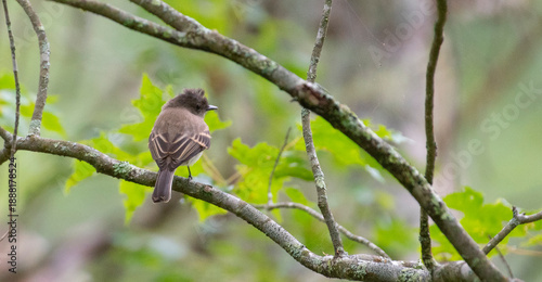 Photos Eastern Wood Pewee