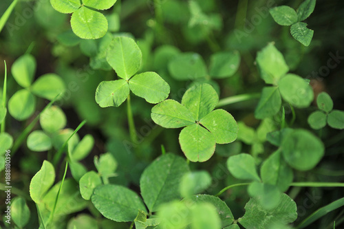 four leaf clover, st patricks day