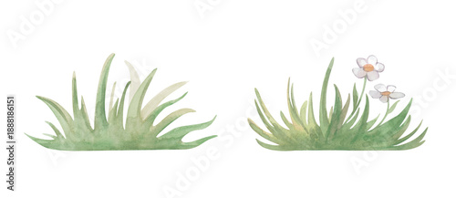 A set of two bunches of green grass with and without white flowers, in natural tones. Watercolor illustration on an isolated background. A botanical clipart with an image of grass for summer decor.