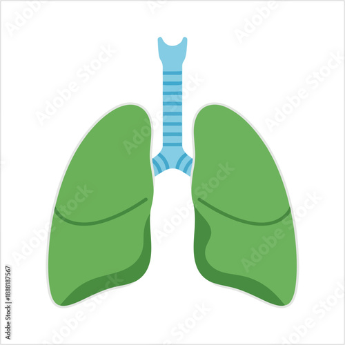 Lungs anatomy with trachea illustration