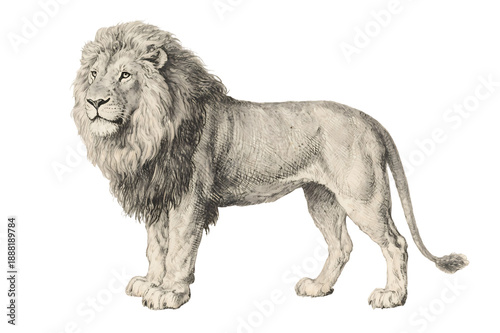 Vintage lion illustration