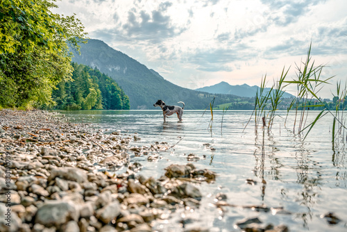 Middle-aged Jack Russell–Bodeguero Andaluz mix cooling off in Lake Weissensee in the Allgäu region, Bavaria, Germany, enjoying fresh water on a sunny summer day.