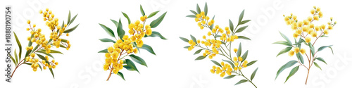 Wattle flower sprig – A sprig of wattle flowers the national floral emblem of Australia. Isolated on Clear White Background Highly Detailed