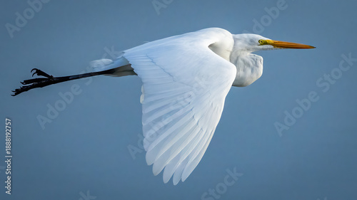 Great Egret over the water