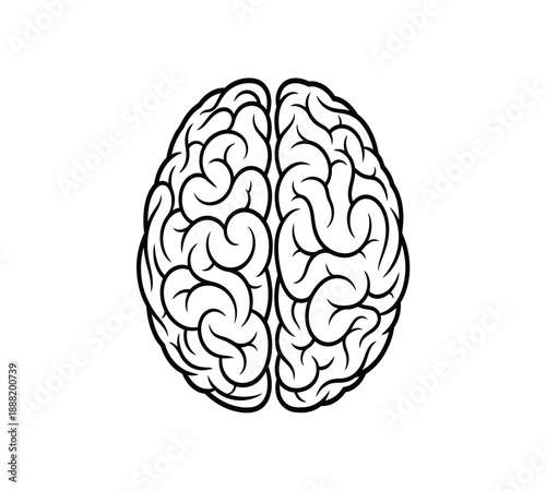 Detailed illustration of a human brain showcasing its intricate folds and cerebral hemispheres