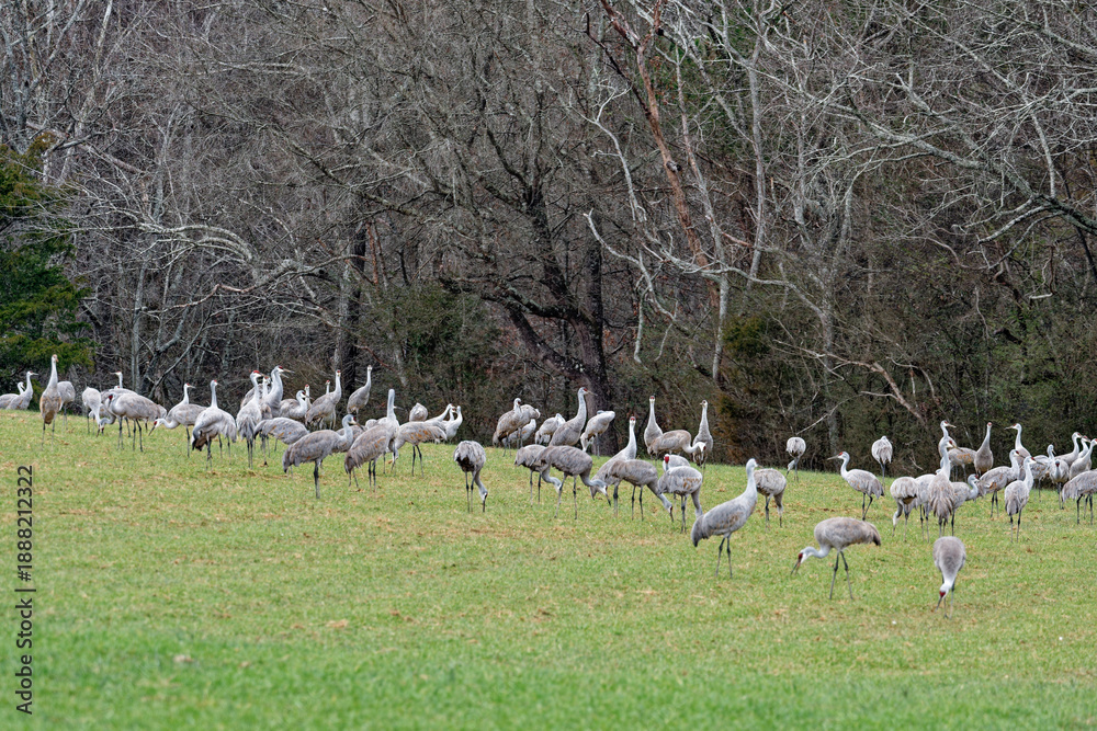 Obraz premium Sandhill crane migration gathering