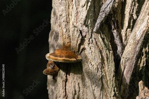 Tablou pe pânză Bracket Fungus Growing on Weathered Tree Trunk