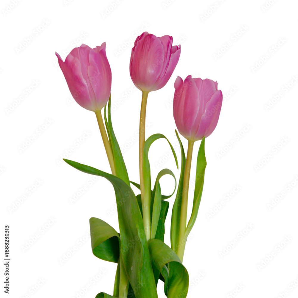 Fototapeta premium Pink Tulips Isolate On Transparent Background,PNG
