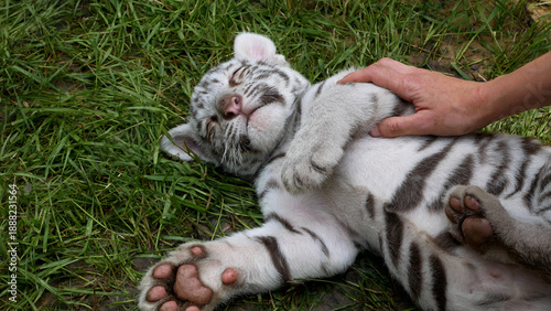 Canvas Print A woman's hand strokes and caresses a small white Bengal tiger cub