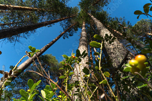 Northern taiga forest with pine trees and wild berry plants viewed from ground level
