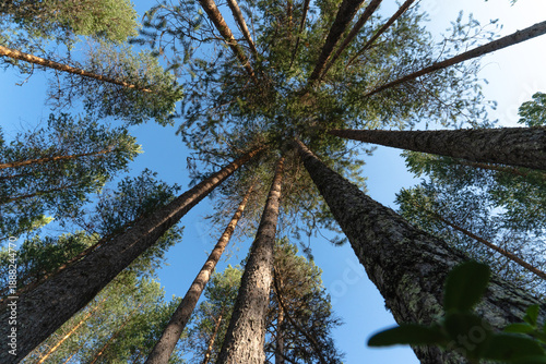 Northern taiga forest with tall pine trees rising into clear blue sky, low angle perspective