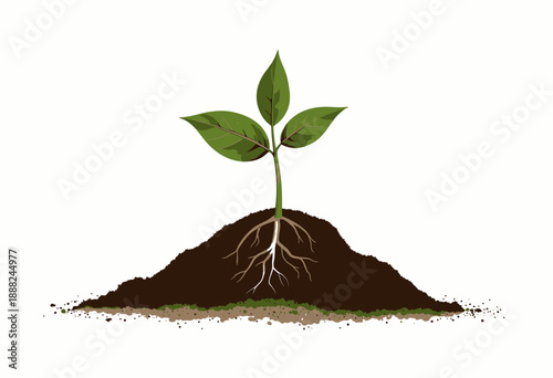 Young Green Plant Emerging from Earthy Soil with Visible Roots Signifying Growth and Natural Life Cycle on a Crisp White Background