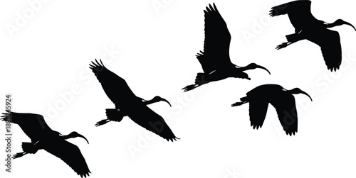 Flock of black glossy ibis birds silhouettes flying in the sky, vector illustration, isolated on white background, wild nature migration concept design