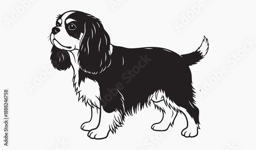 A charming black and white illustration of a cavalier king charles spaniel dog
