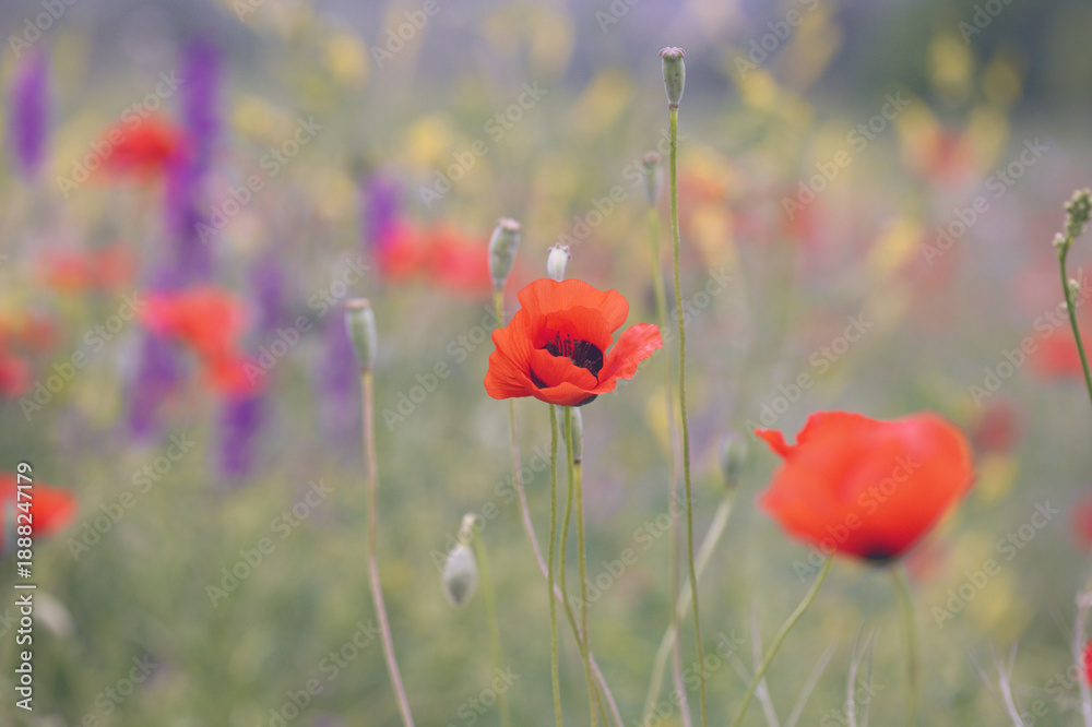 Fototapeta premium Summer nature field with red poppy flowers background