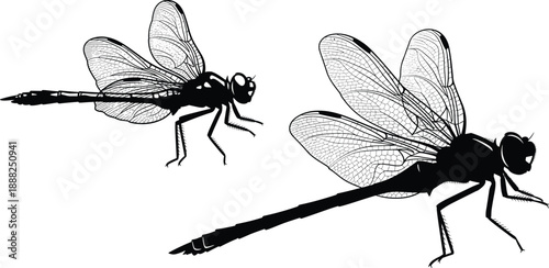 Detailed Silhouette Illustration of Two Dragonflies in Flight and Landing Poses for Nature, Insect Anatomy, and Vector Design Use