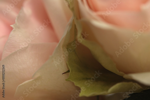 Wallpaper Mural Smoke close-up selective soft focus cream beige, pink Rose Fower bud Petals. Macro Natural blur abstract background. Torontodigital.ca