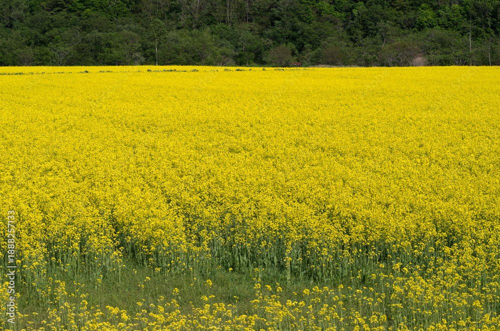 Obraz premium 菜の花畑