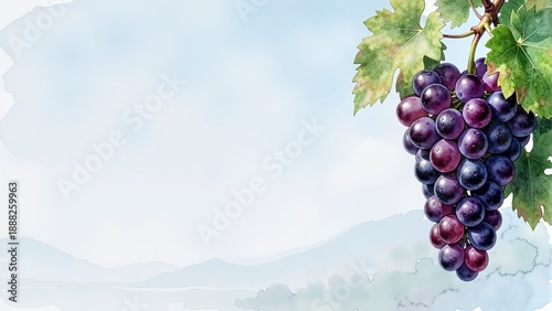 A close-up of a bunch of grapes hanging from a vine. Abstract watercolor landscape. Template.
