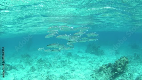 There is a shoal of Neomyxus leuciscus fish on the seabed. Acute jawed mullet fish search for food in shallow water. Fishes of Fakarava Island.