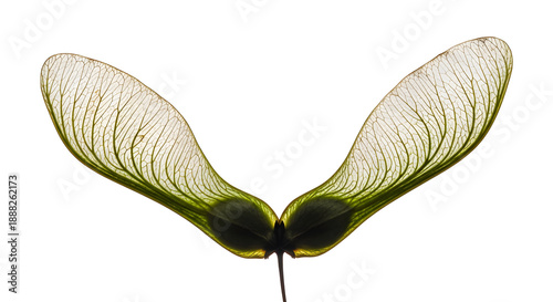 Maple samara seeds with delicate winged form and visible veins, captured in crisp macro detail. Isolated on White background.