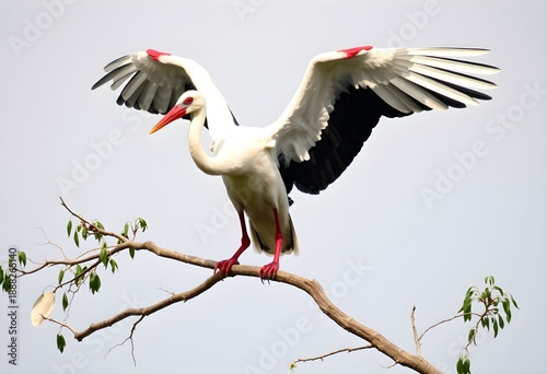 A close up of a White Stork in a tree