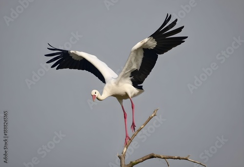 A close up of a White Stork in a tree