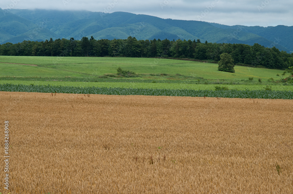 Fototapeta premium 牧草農場餌用麦畑
