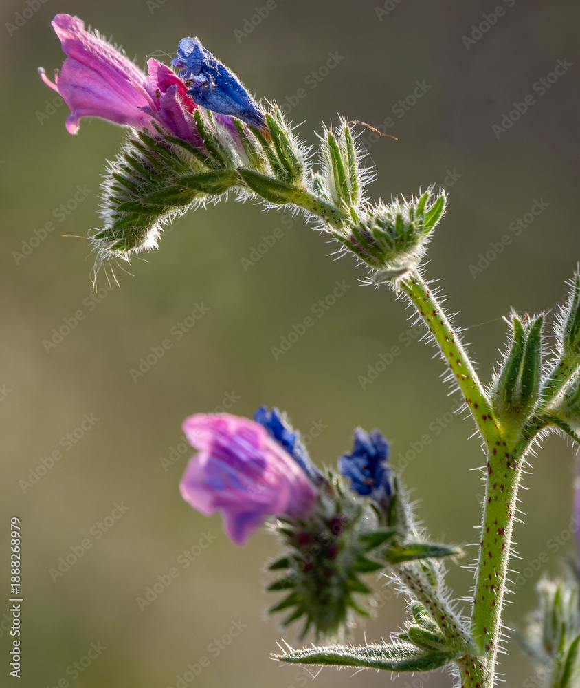 Fototapeta premium Albufera Natural Park in Valencia (Spain)