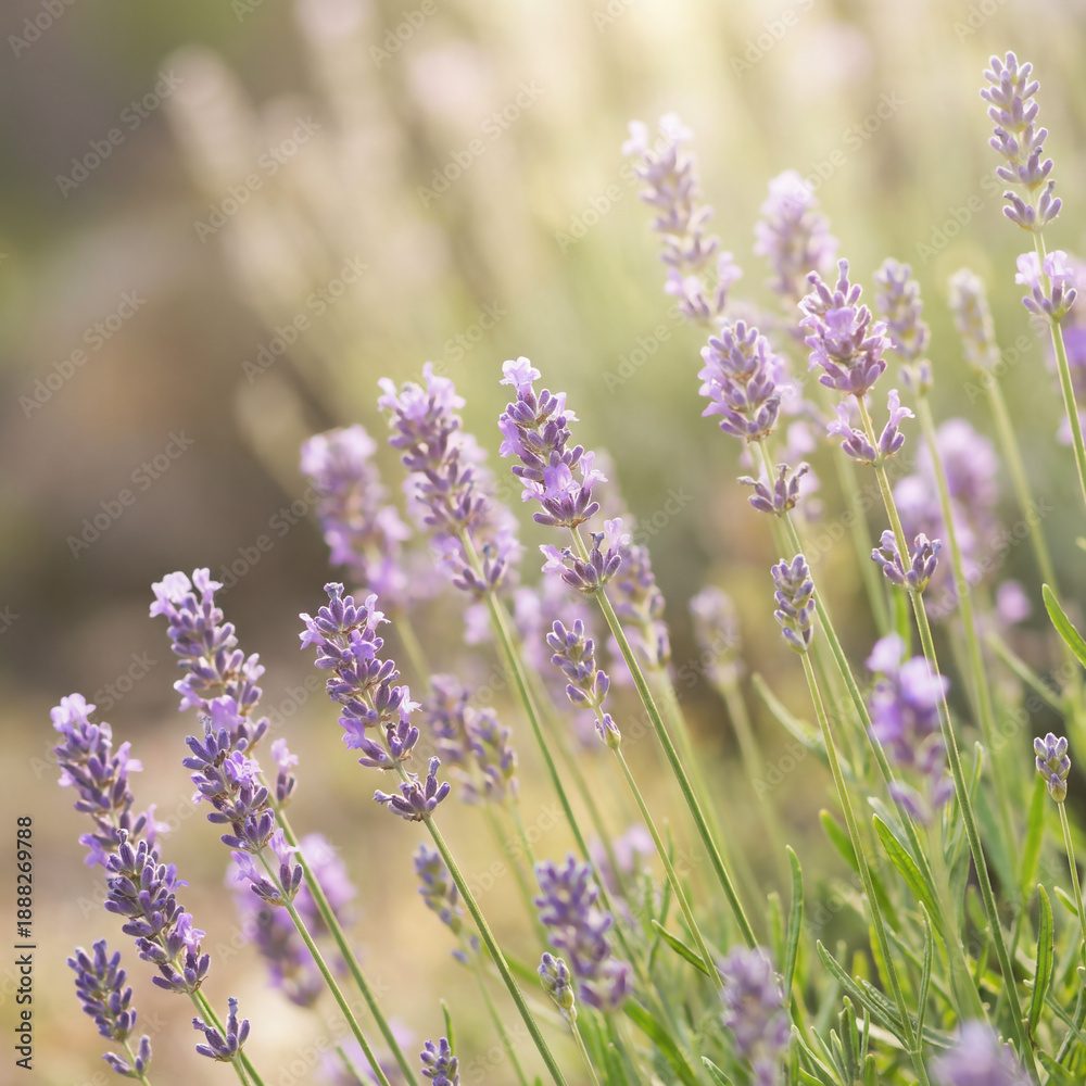 Naklejka premium Lavender flowers bloom in a garden during sunny weather in the afternoon, attracting bees and butterflies