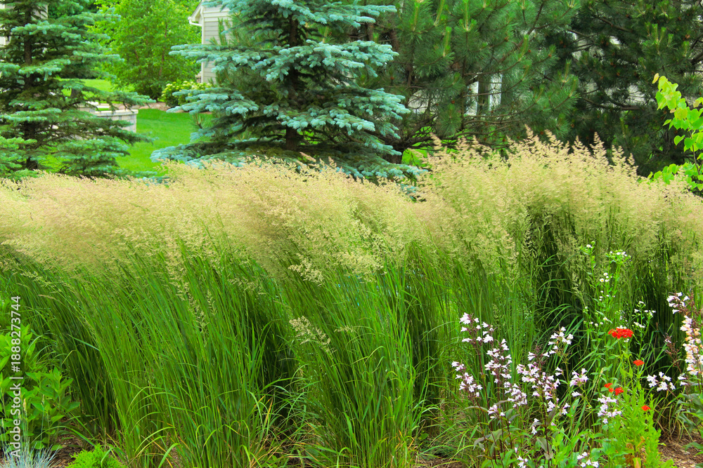 Fototapeta premium New German Garden Style: Wispy Karl Foerster Feather Reed Grasses bent almost in half by the windy Chicago weather providing a beautiful landscape in the fall.