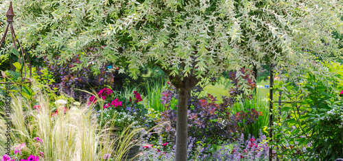 Εκτύπωση καμβά Magical Ornamental variegated Japanese dappled willow, a curved painted blue bench, red roses, catmint and geraniums meld to create a sanctuary and refuge opening the door for joyfulness
