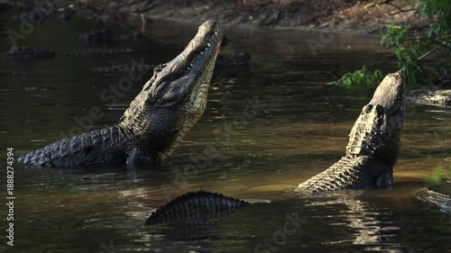 Alligator calling for a mate in Florida 