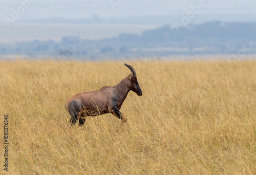 Photography Topi antelope running in the tall grass of the Masai Mara National Park in East