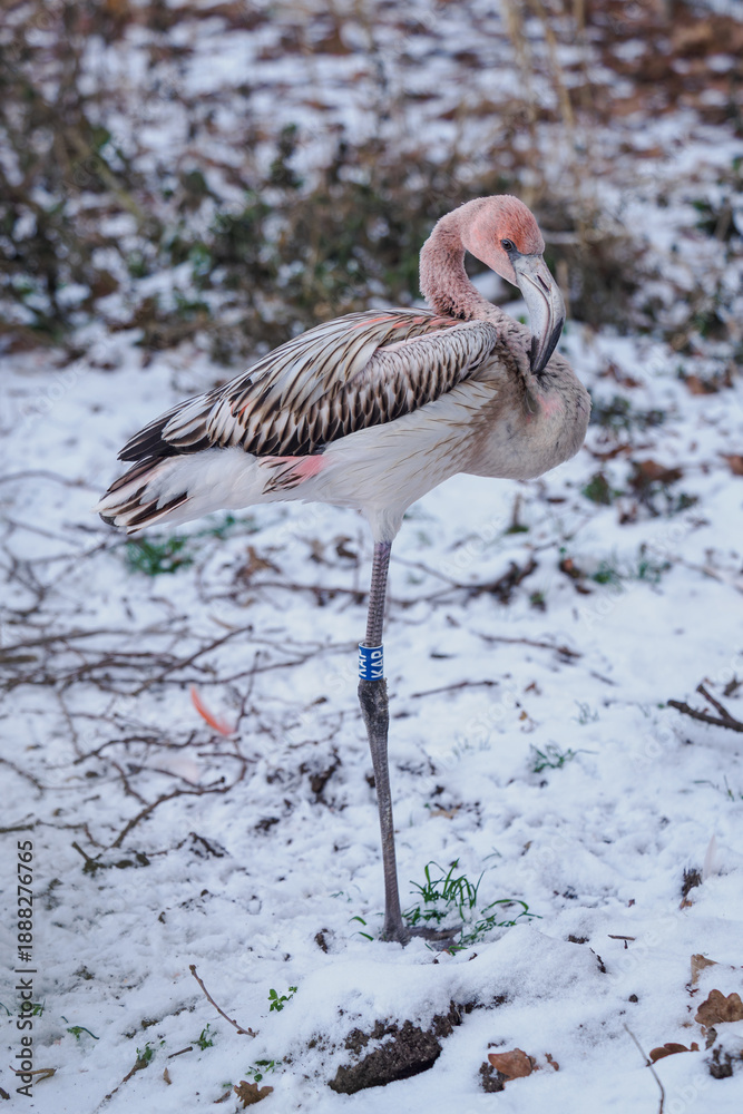 Fototapeta premium A young pink flamingo standing on one leg outdoors in winter in the snow.
