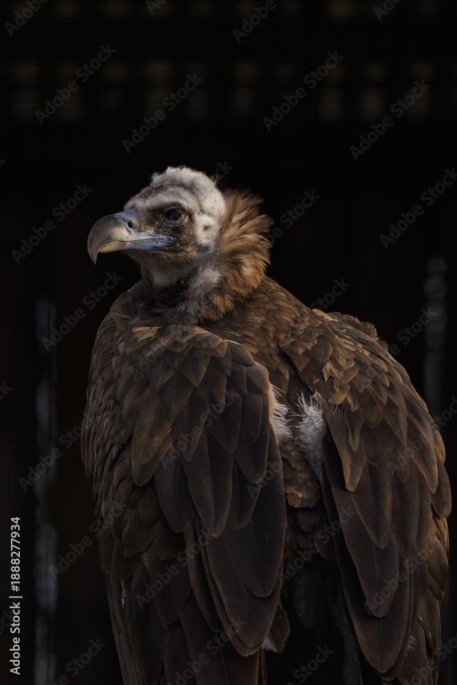 Obraz premium Portrait of a brown vulture in an outdoor aviary with a dark background.