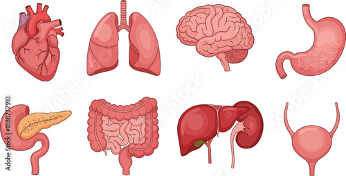 Human Internal Organs Anatomy Set with Heart, Brain and Lungs Flat Vector Illustration
