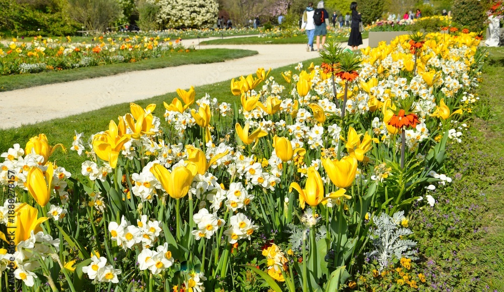 Obraz premium Daffodils in the Jardin des Plantes in Paris. Spring in Paris.