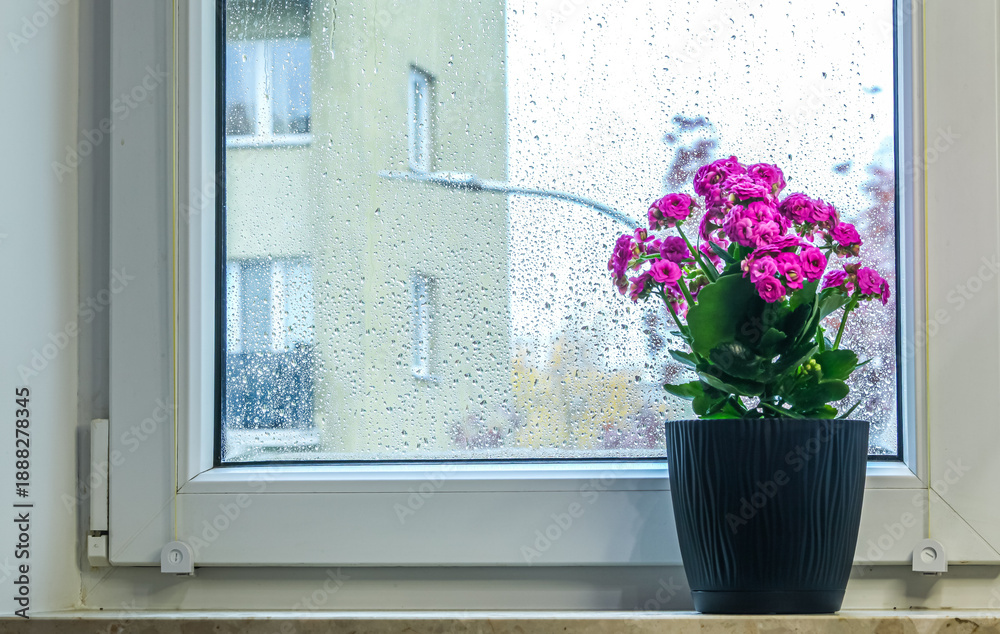 Fototapeta premium Cozy window view of the city. Blooming houseplant in a pot against raindrops on the glass. Atmosphere of spring, home comfort, and freshness