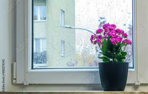 Cozy window view of the city. Blooming houseplant in a pot against raindrops on the glass. Atmosphere of spring, home comfort, and freshness