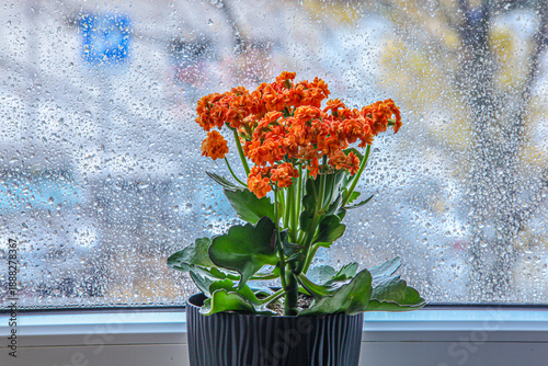 Blooming houseplant in a pot against a window with water drops. Cozy home atmosphere, spring awakening, and contrast of bright flowers with cloudy weather