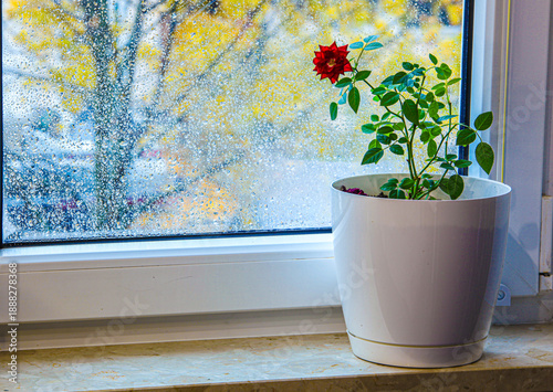 Blooming miniature rose in a white pot on the window. Raindrops on the glass and a blurred garden view create an atmosphere of calm, warmth, and spring inspiration